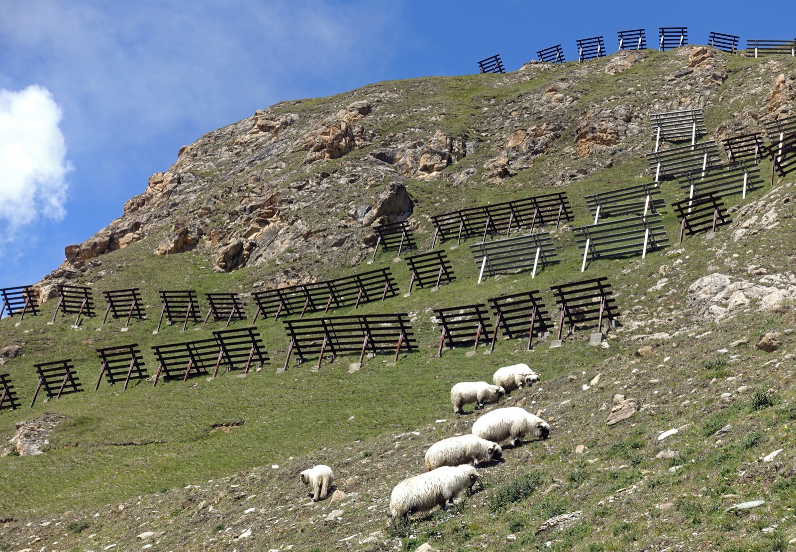 Reihen von Stahl-Lawinenverbauungen an einem steilen Grashang oberhalb von Zermatt, im Vordergrund weiden Walliser Schwarznasenschafe.